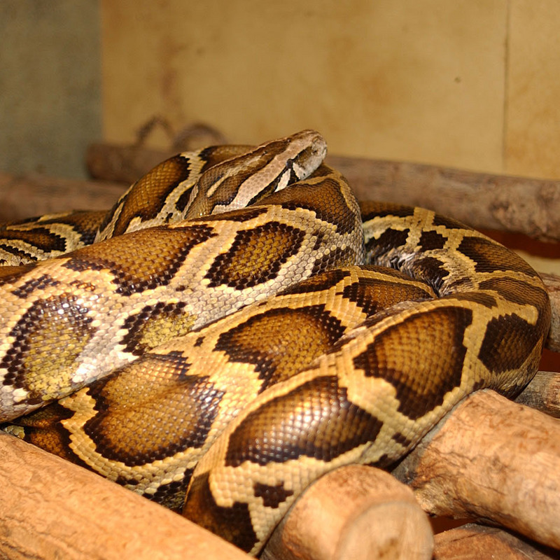 Burmese Python (Python bivittatus) - Wiki; DISPLAY FULL IMAGE.