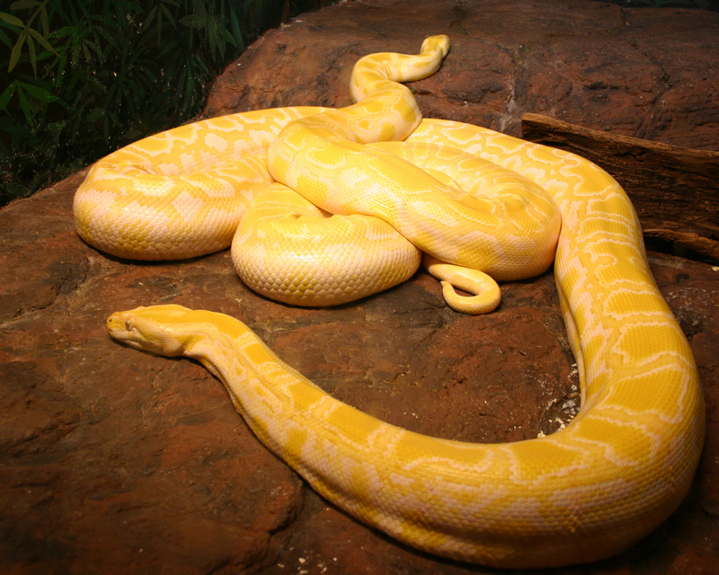 Burmese Python (Python molurus bivittatus) - Albino; DISPLAY FULL IMAGE.