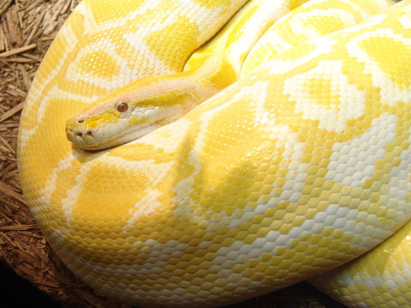Burmese Python (Python molurus bivittatus) - Albino; DISPLAY FULL IMAGE.