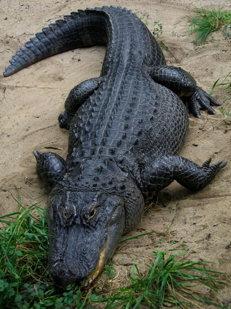 American Alligator (Alligator mississippiensis) - Wiki; DISPLAY FULL IMAGE.