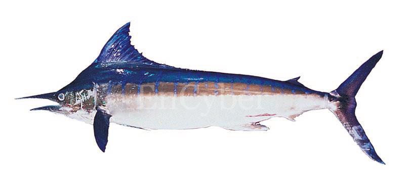 청새치 | striped marlin / barred marlin   Tetrapturus audax; DISPLAY FULL IMAGE.