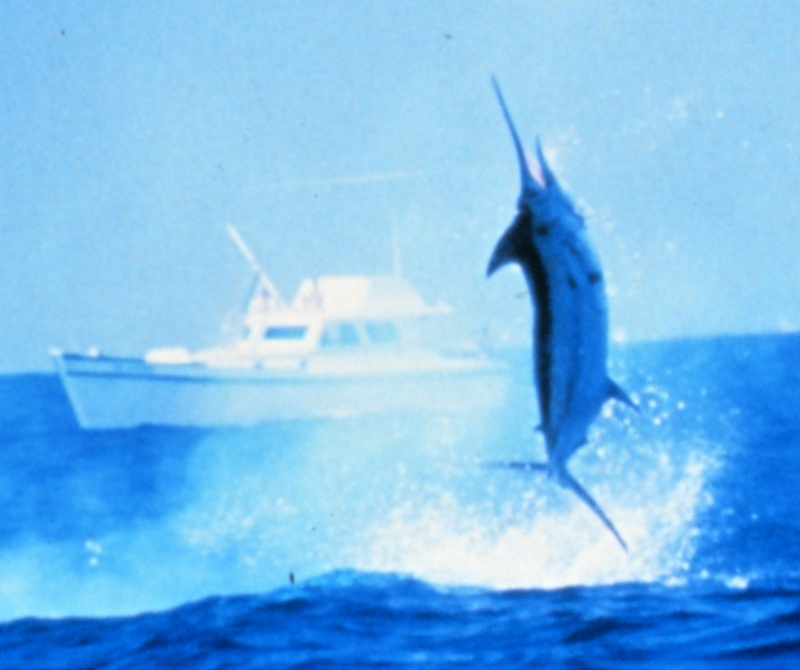 Indo-Pacific Blue Marlin (Makaira mazara) {!--녹새치-->; DISPLAY FULL IMAGE.