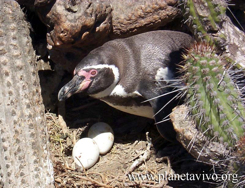 Humboldt Penguin (Spheniscus humboldti) - Wiki; DISPLAY FULL IMAGE.