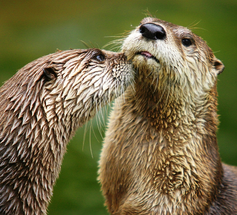 Northern River Otter (Lontra canadensis) - Wiki; DISPLAY FULL IMAGE.