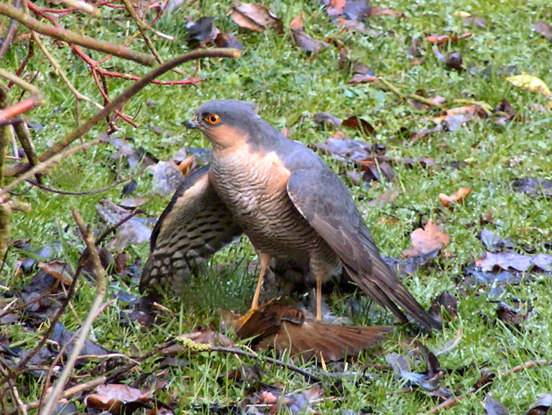Eurasian Sparrowhawk (Accipiter nisus) - Wiki; DISPLAY FULL IMAGE.
