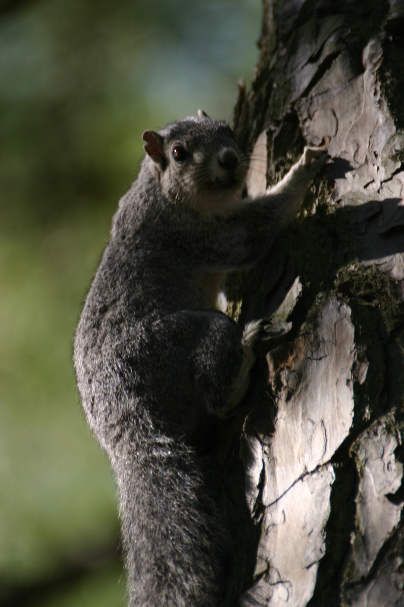 Delmarva Fox Squirrel (Sciurus niger cinereus); DISPLAY FULL IMAGE.