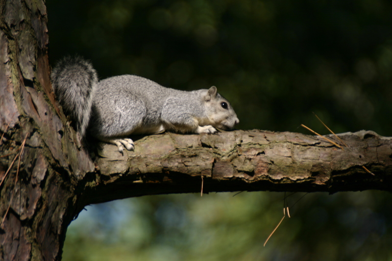 Delmarva Fox Squirrel (Sciurus niger cinereus); DISPLAY FULL IMAGE.