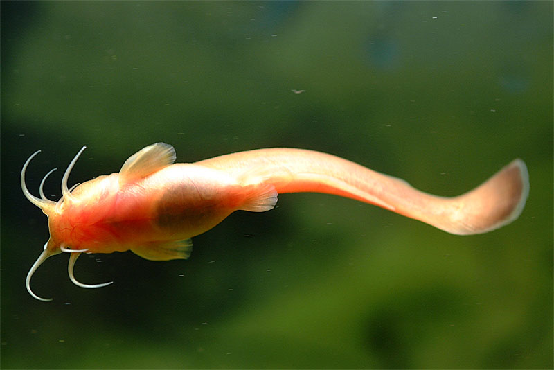 퉁가리 Liobagrus andersoni (Korean torrent catfish); DISPLAY FULL IMAGE.