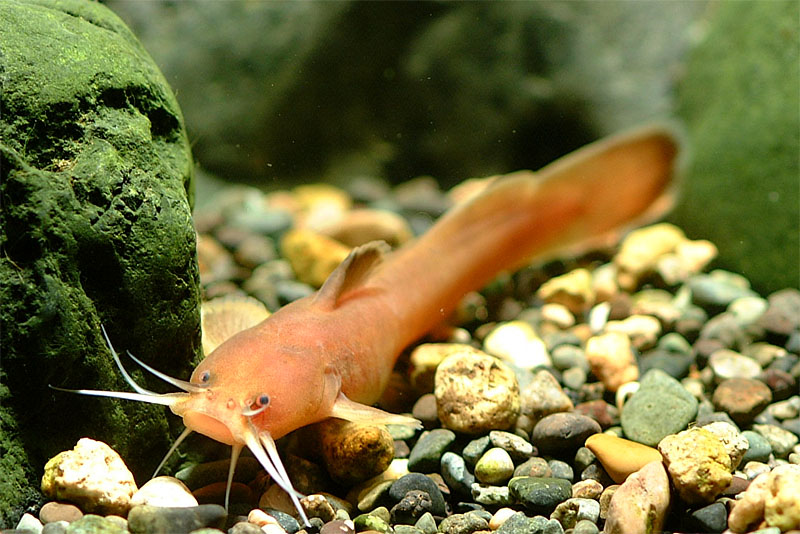 퉁가리 Liobagrus andersoni (Korean torrent catfish); DISPLAY FULL IMAGE.