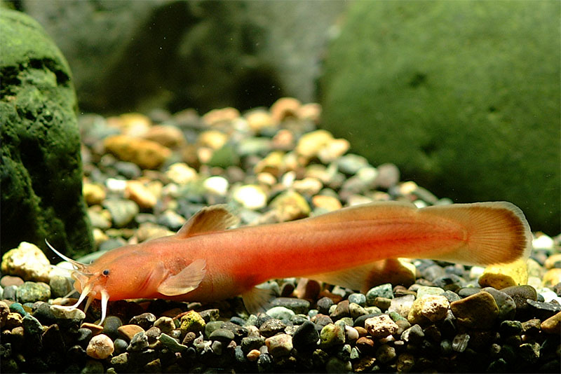 퉁가리 Liobagrus andersoni (Korean torrent catfish); DISPLAY FULL IMAGE.