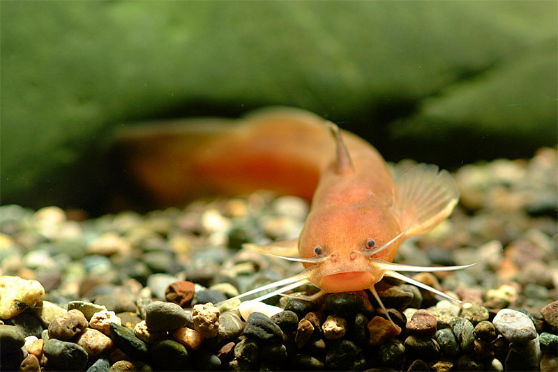 퉁가리 Liobagrus andersoni (Korean torrent catfish); DISPLAY FULL IMAGE.