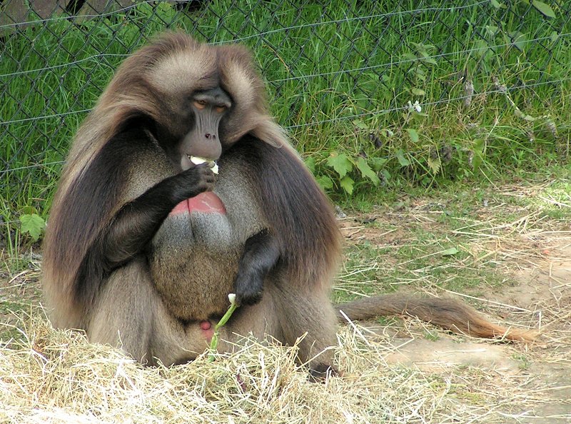 Gelada Baboon (Theropithecus gelada) - Wiki; DISPLAY FULL IMAGE.