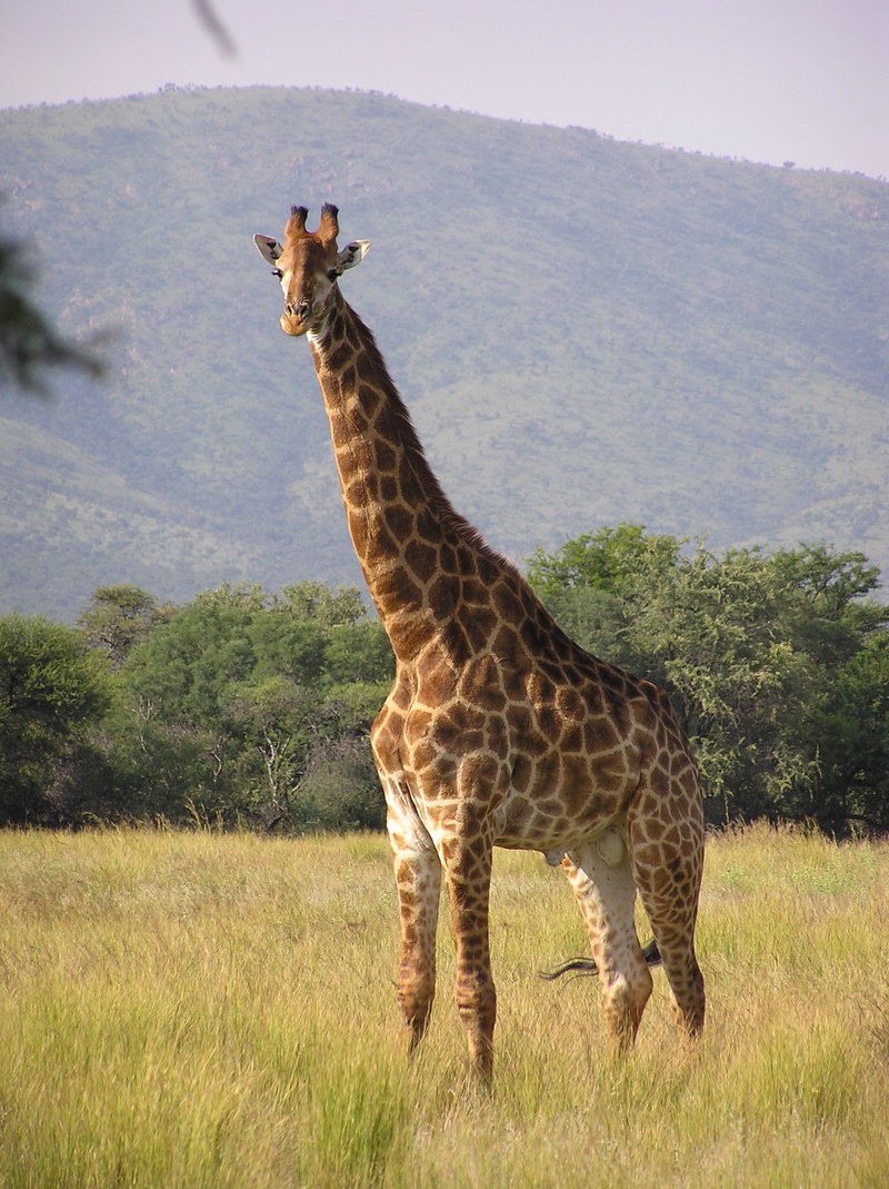 Giraffe (Giraffa camelopardalis) - Wiki; DISPLAY FULL IMAGE.