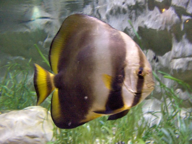 Orbicular Batfish (Platax orbicularis) - Wiki; DISPLAY FULL IMAGE.