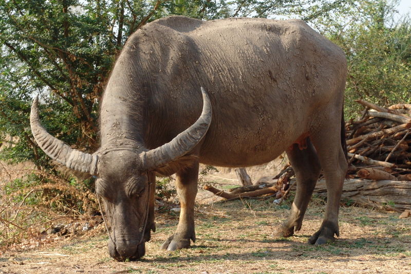 Water Buffalo (Bubalus bubalis), Thailand; DISPLAY FULL IMAGE.