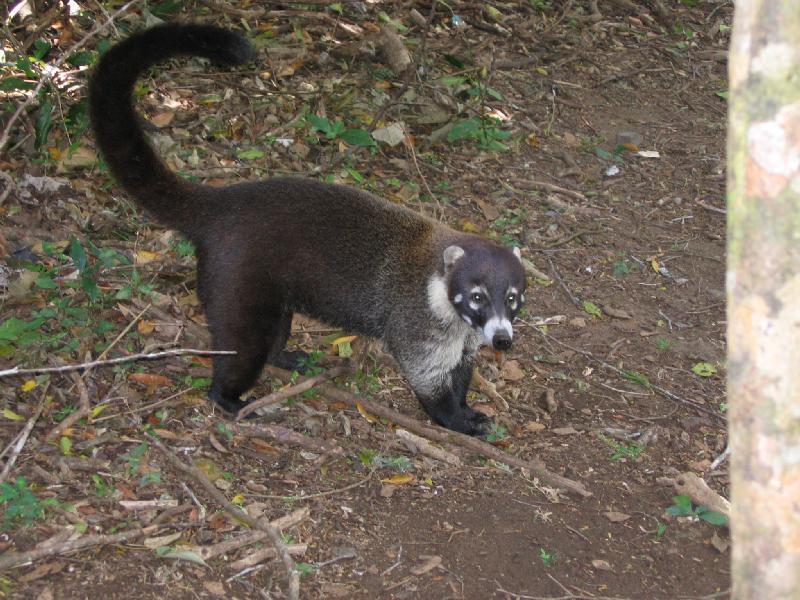 Coati (Nasua sp.) - Wiki; DISPLAY FULL IMAGE.