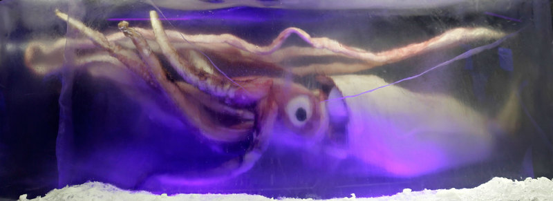 Giant Squid {!--대왕오징어--> - Wiki; DISPLAY FULL IMAGE.