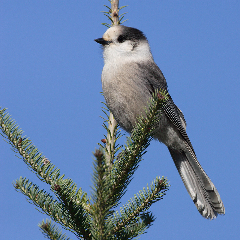 Gray Jay (Perisoreus canadensis) - Wiki; DISPLAY FULL IMAGE.