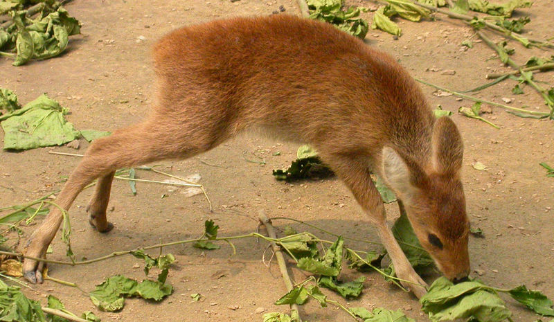 Water Deer (Hydropotes inermis) - Wiki; DISPLAY FULL IMAGE.