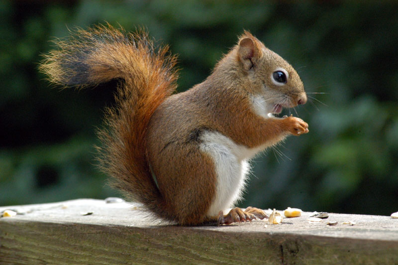 American Red Squirrel (Tamiasciurus hudsonicus) - Wiki; DISPLAY FULL IMAGE.