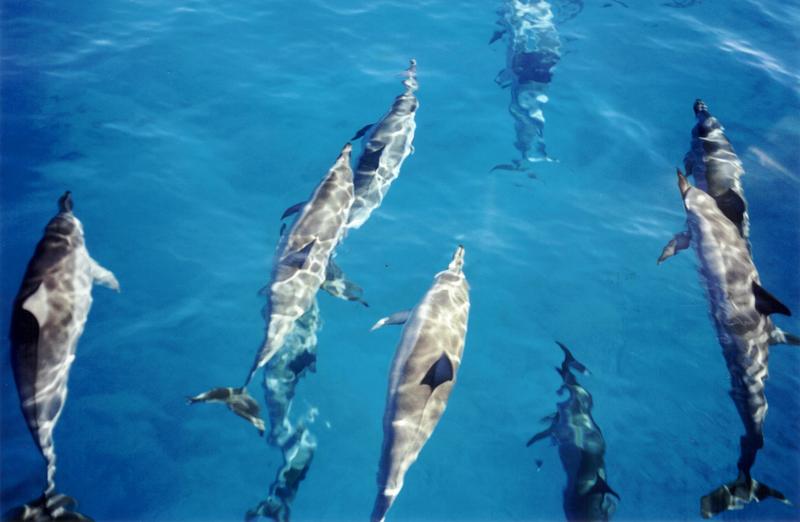 Spinner Dolphin (Stenella longirostris) - Wiki; DISPLAY FULL IMAGE.