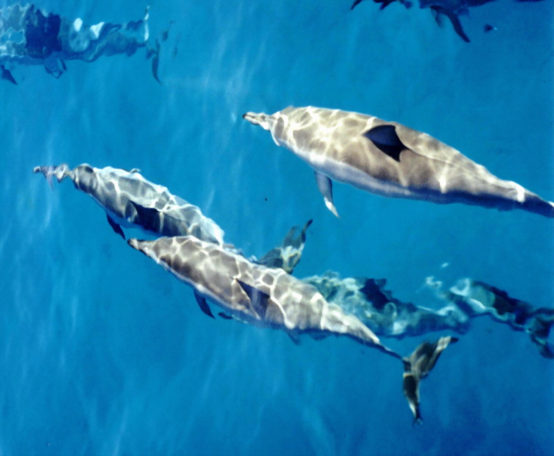 Spinner Dolphin (Stenella longirostris); DISPLAY FULL IMAGE.