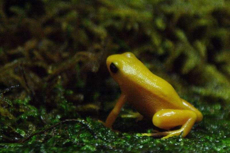 Golden Mantella (Mantella aurantiaca) - Wiki; DISPLAY FULL IMAGE.