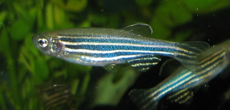 Zebrafish (Danio rerio) - Wiki; DISPLAY FULL IMAGE.