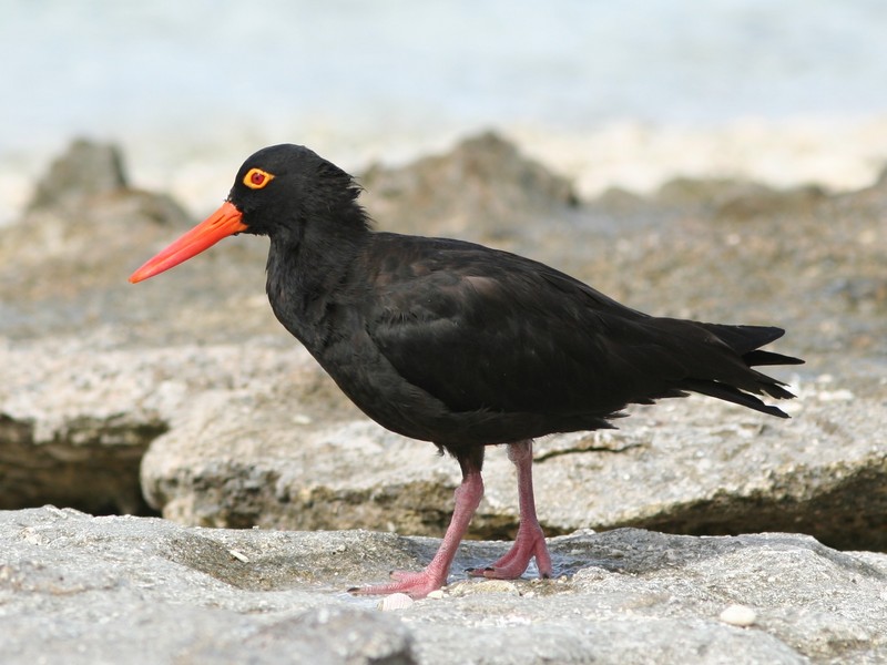 Sooty Oystercatcher (Haematopus fuliginosus) - Wiki; DISPLAY FULL IMAGE.