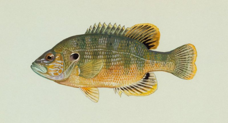 Green Sunfish (Lepomis cyanellus) - Wiki; DISPLAY FULL IMAGE.