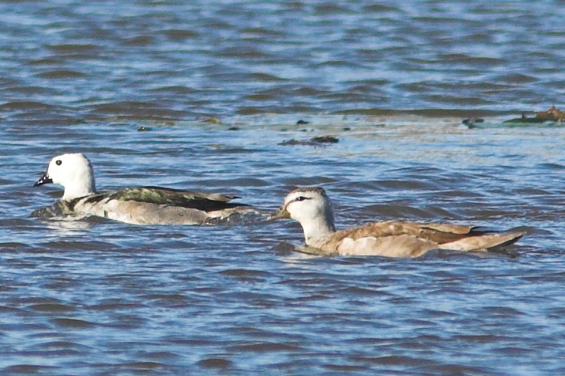 Cotton Pygmy Goose (Nettapus coromandelianus) - Wiki; DISPLAY FULL IMAGE.