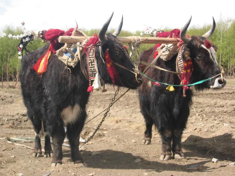 Yak (Bos grunniens) - Wiki; DISPLAY FULL IMAGE.