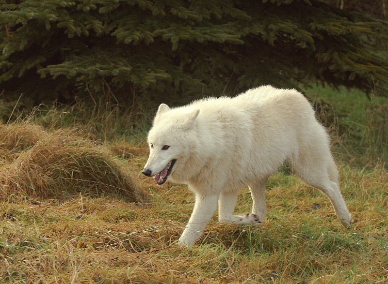 Arctic Wolf (Canis lupus arctos) - Wiki; DISPLAY FULL IMAGE.