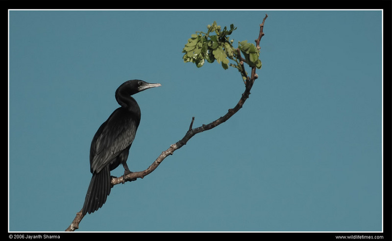 Little Cormorant (Phalacrocorax niger) - Wiki; DISPLAY FULL IMAGE.