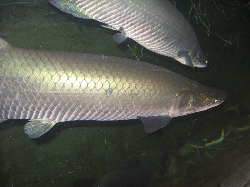 Pirarucu / Giant Arapaima (Arapaima gigas) - Wiki; DISPLAY FULL IMAGE.