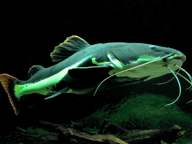 Redtail Catfish (Phractocephalus hemioliopterus) - Wiki; DISPLAY FULL IMAGE.