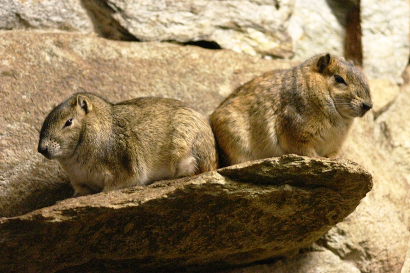 Rock Cavy (Kerodon rupestris) - Wiki; DISPLAY FULL IMAGE.