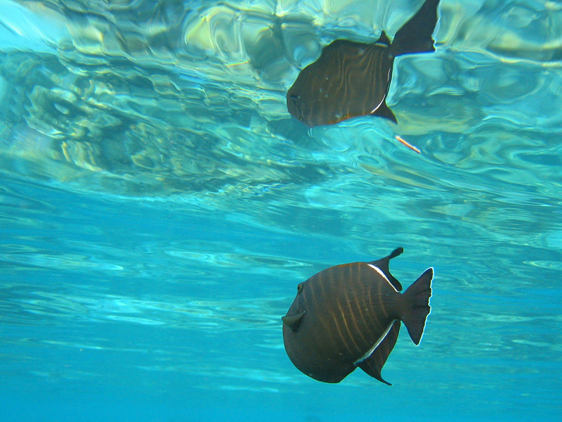 Black Triggerfish / Black Durgon (Melichthys niger) - Wiki; DISPLAY FULL IMAGE.