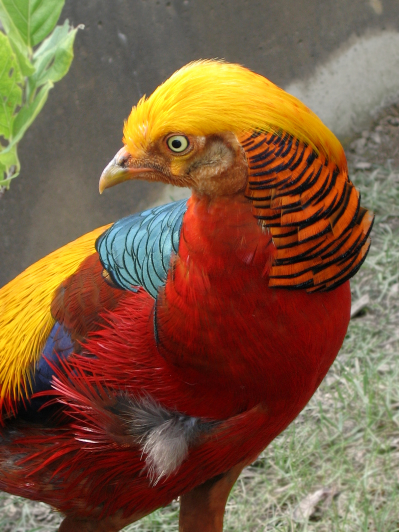 Golden Pheasant (Chrysolophus pictus) - Wiki; DISPLAY FULL IMAGE.