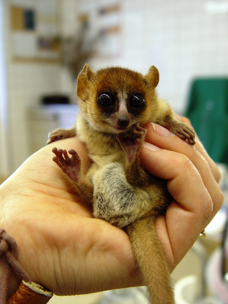 Goodman's Mouse Lemur (Microcebus lehilahytsara) - Wiki; DISPLAY FULL IMAGE.