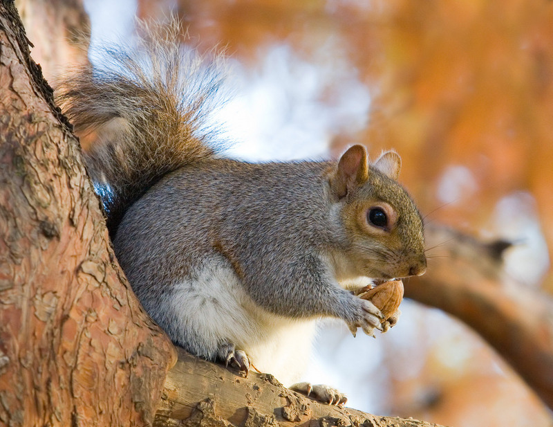 Eastern Gray Squirrel (Sciurus carolinensis) - Wiki; DISPLAY FULL IMAGE.