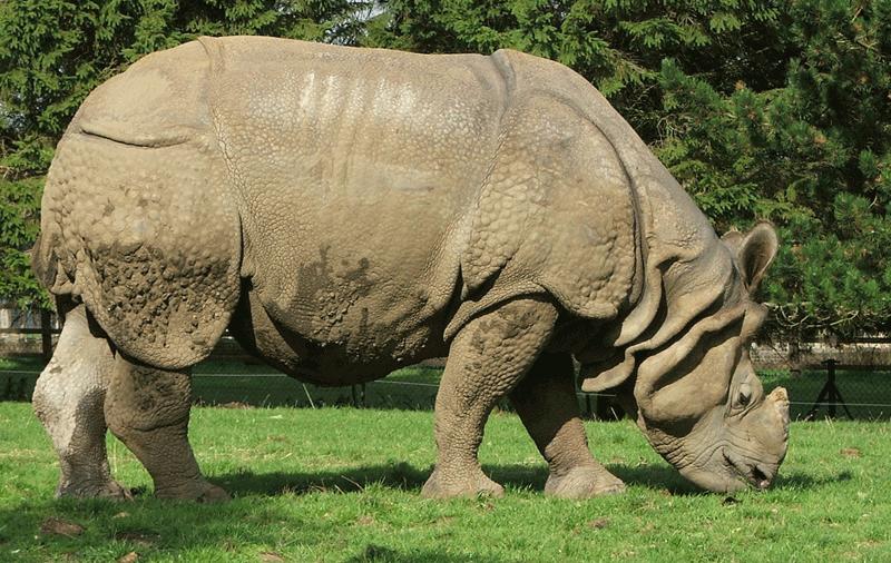 Great One-horned Rhinoceros (Rhinoceros unicornis) - Wiki; DISPLAY FULL IMAGE.