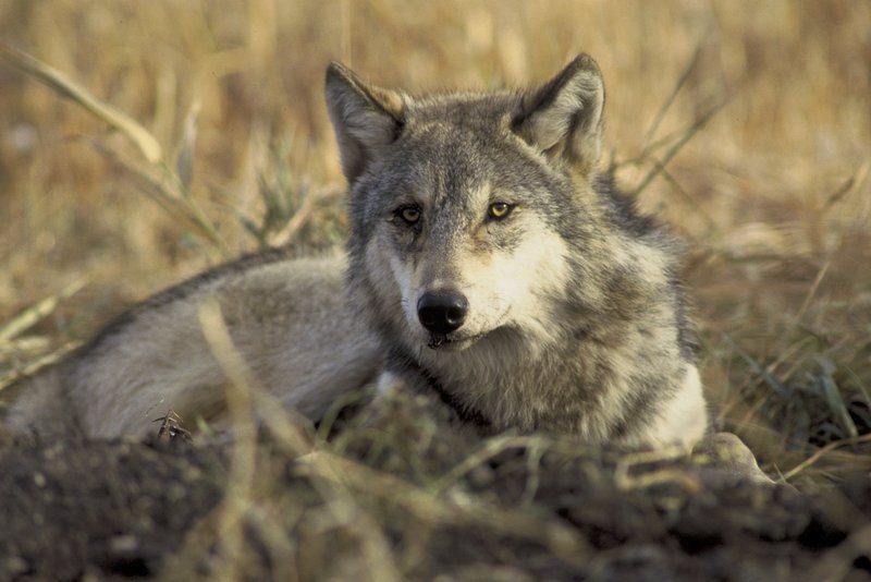 Gray Wolf (Canis lupus) - Wiki; DISPLAY FULL IMAGE.