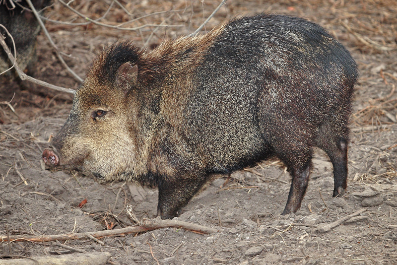 Collared Peccary (Tayassu tajacu) - Wiki; DISPLAY FULL IMAGE.