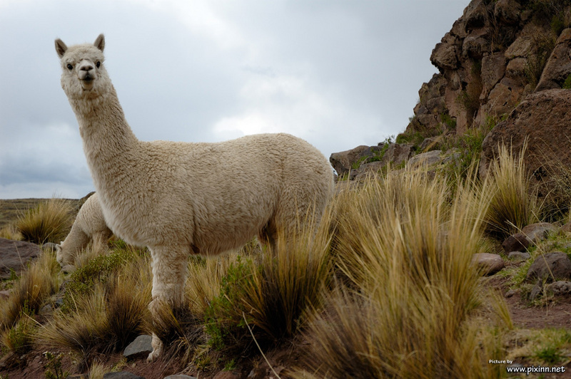 Alpaca (Lama pacos) - Wiki; DISPLAY FULL IMAGE.