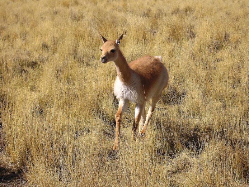 Vicuna - Vicu??a (Vicugna vicugna) - Wiki; DISPLAY FULL IMAGE.