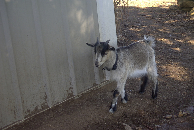 Pygmy Goat (Capra hicus) - Wiki; DISPLAY FULL IMAGE.