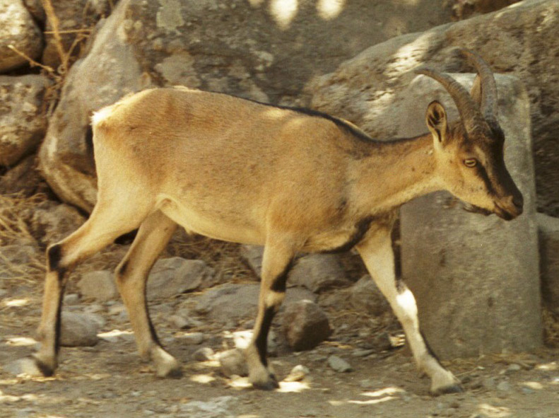 Kri-kri (Capra aegagrus creticus) - Wiki; DISPLAY FULL IMAGE.