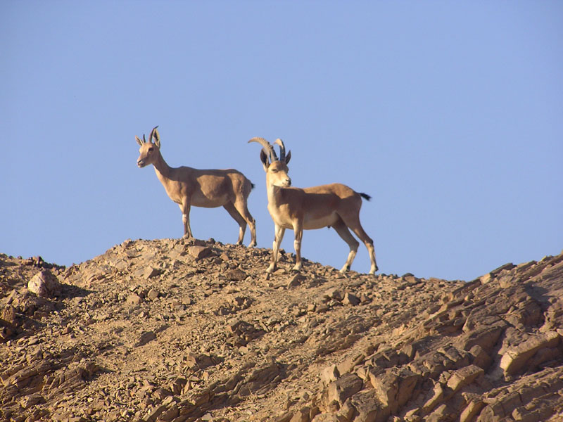 Nubian Ibex (Capra ibex nubiana) - Wiki; DISPLAY FULL IMAGE.