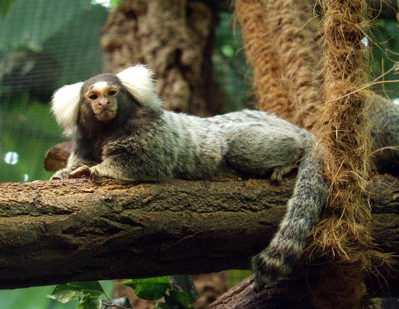 Common Marmoset (Callithrix jacchus) - Wiki; DISPLAY FULL IMAGE.